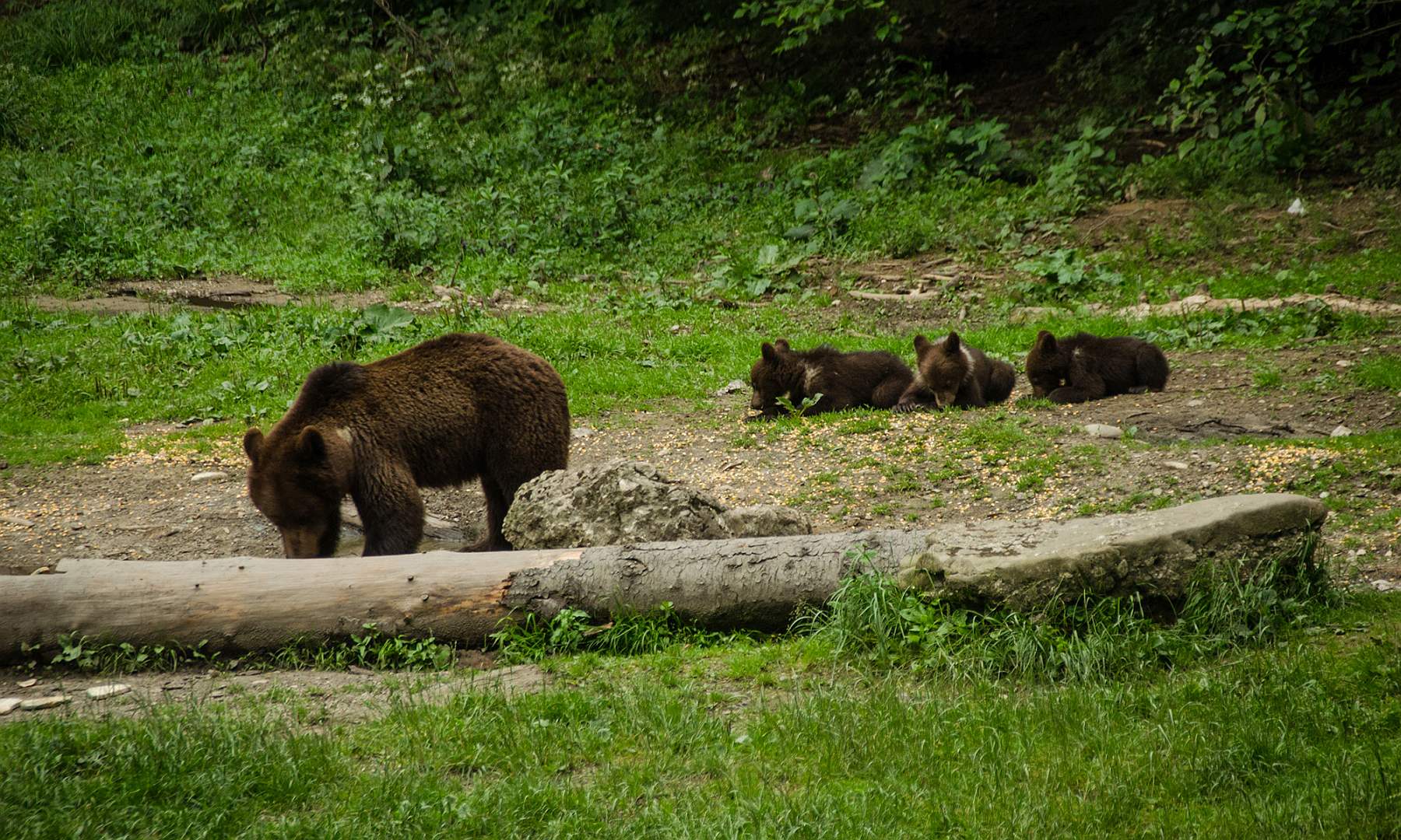 El oso pardo madre con tres ositos