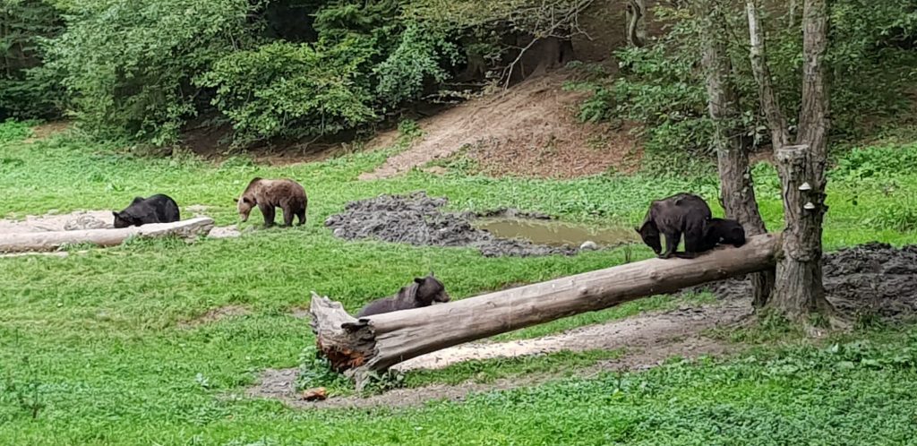 Carpathian Mountains brown bear