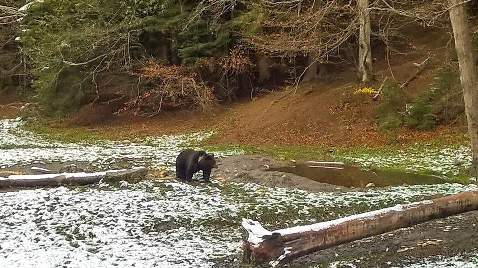 Brown bear in snow