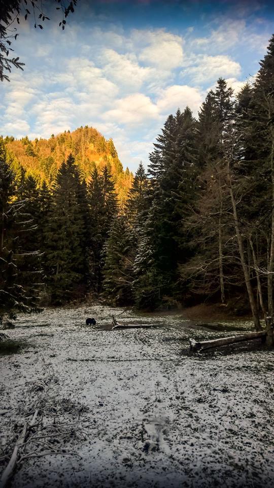 bear watching in Romania