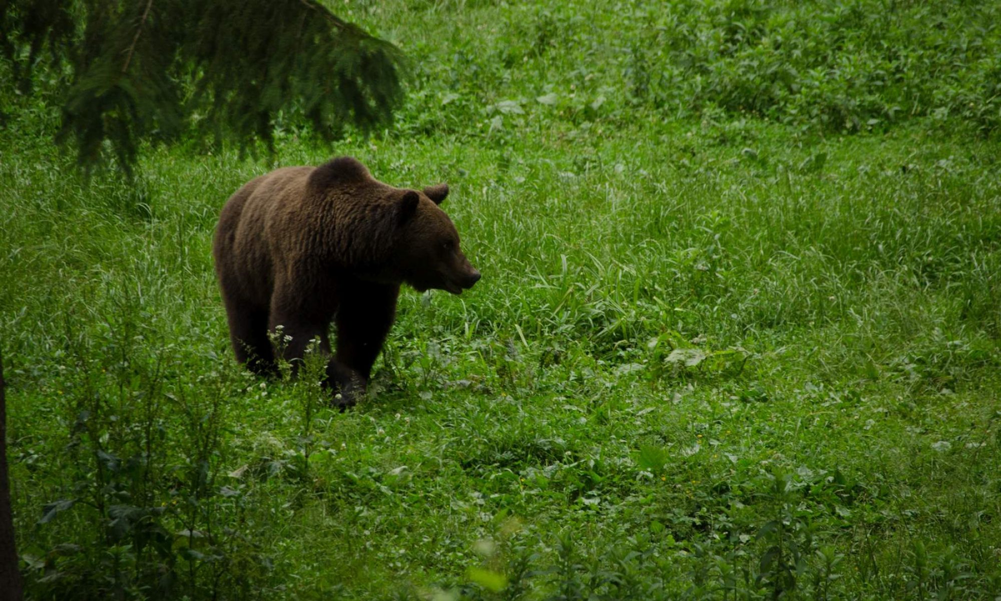 bear watching view