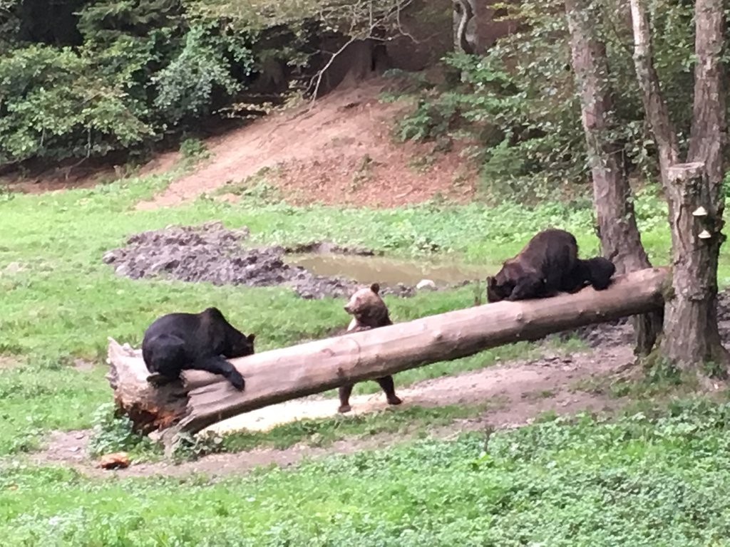Lazy afternoon for some brown bears, relaxing