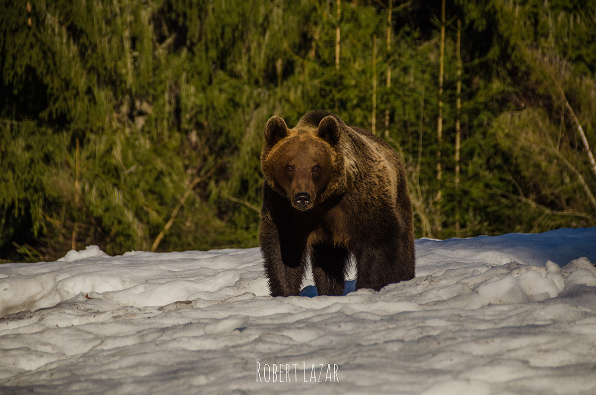 Bear watching in Tusnad