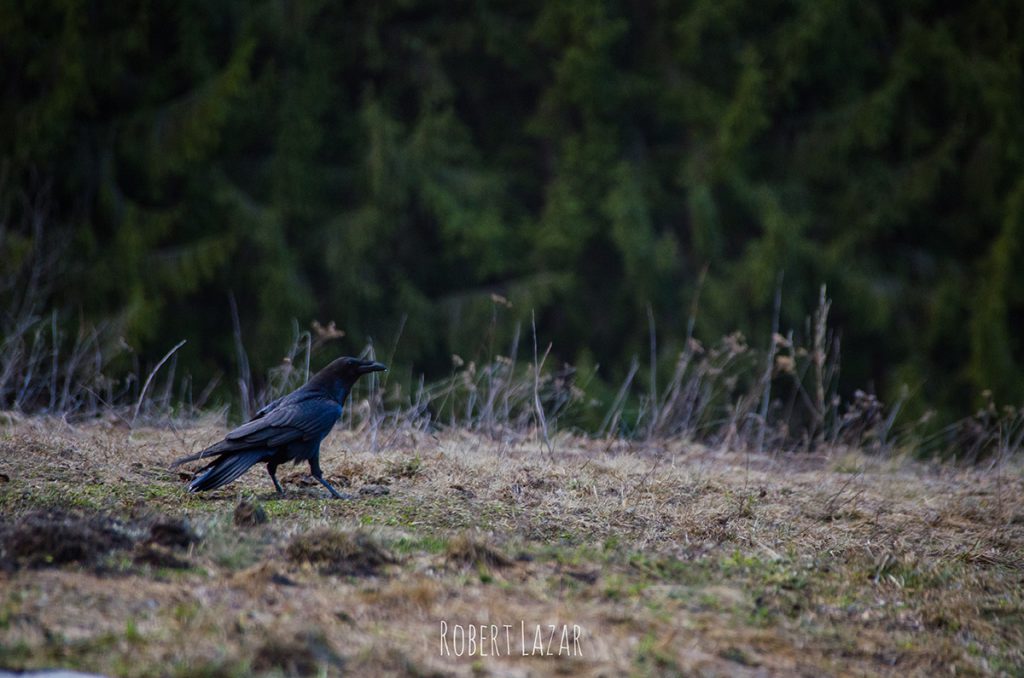 A curious raven