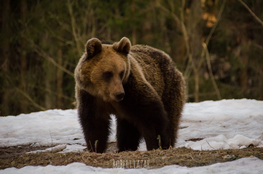 Brown bear in the snow