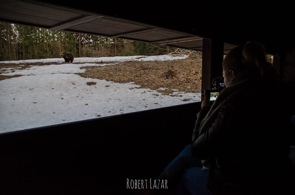 Bear watching in Tusnad