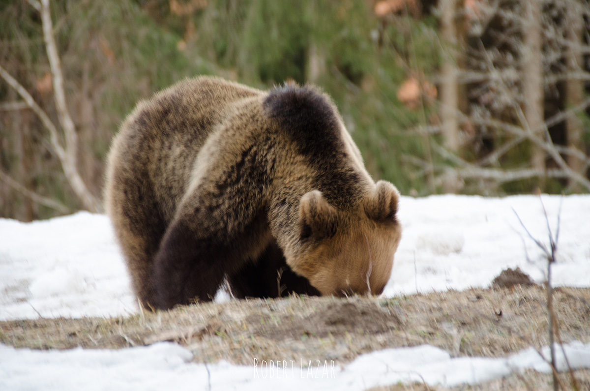 Brown bear feeding in the snow