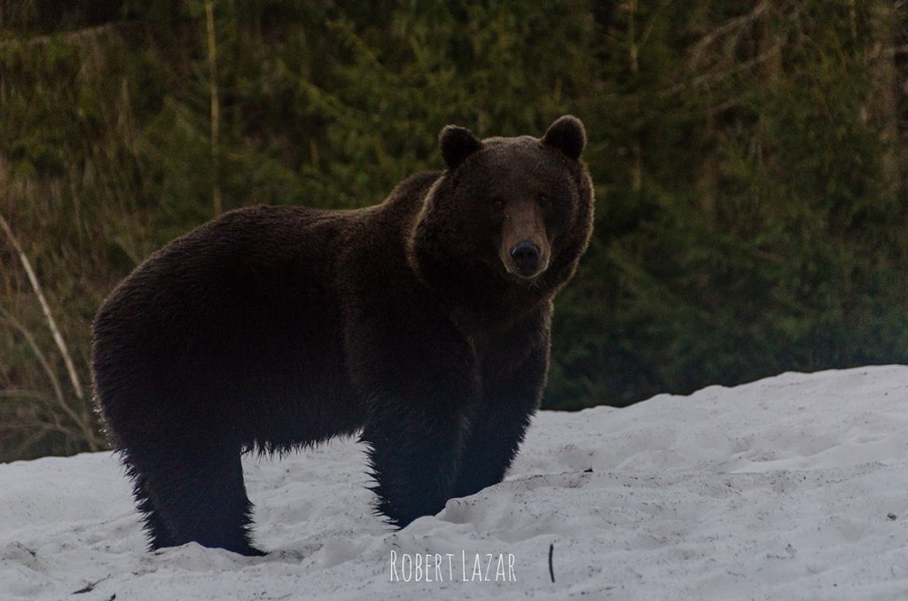 Brown bear near St. Anna lake