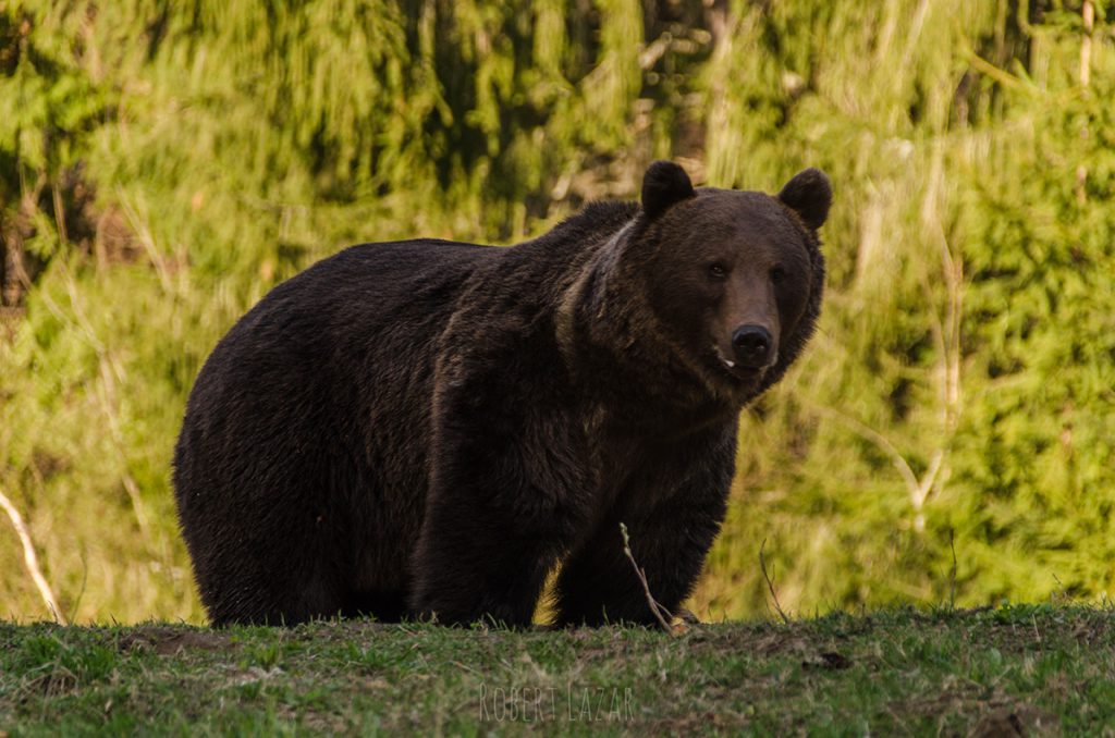 Bear Watching Tusnad 24.04.2019 DSC_0083 small