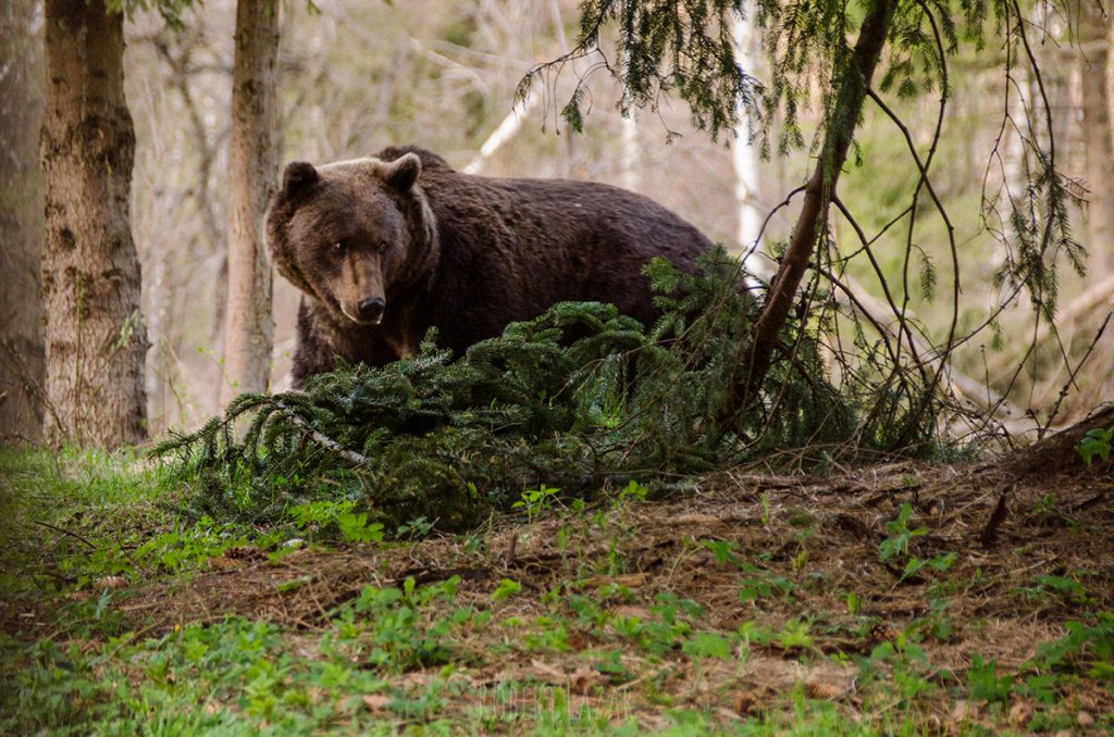 Bear watching in the wild