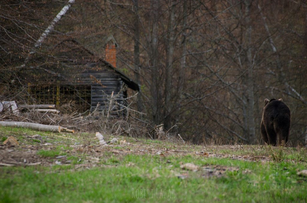 Brown bear leaving the feeding place