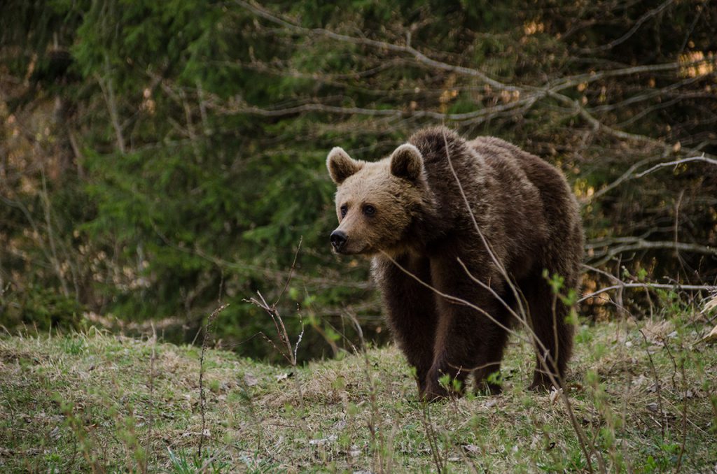 Cautious brown bear