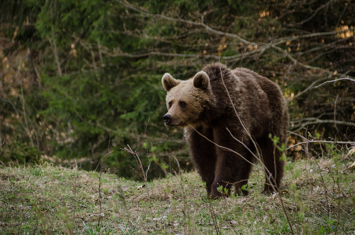 A cautious brown bear in the forests near Brasov