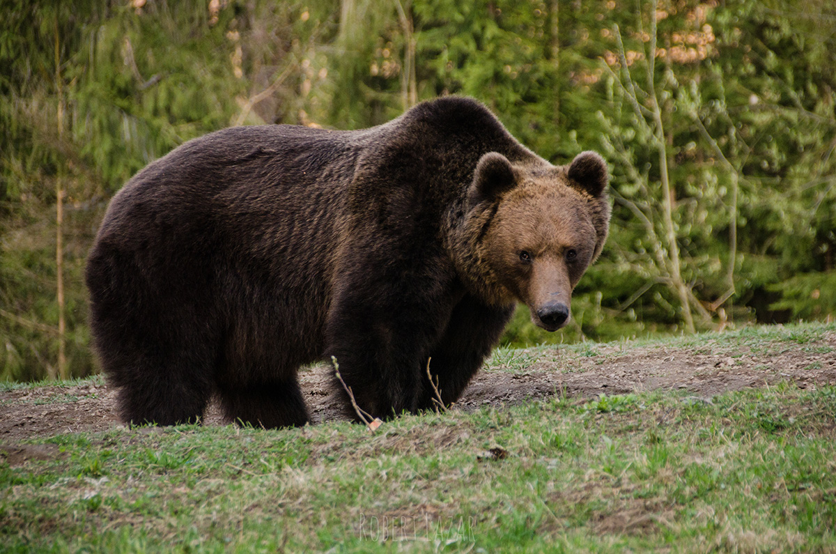 Ours en Roumanie - Un gros ours brun regardant la caméra