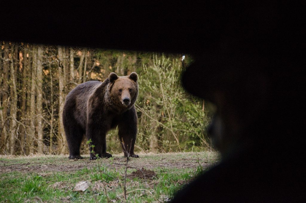Bear watching in the wild, inside a safe bear hide