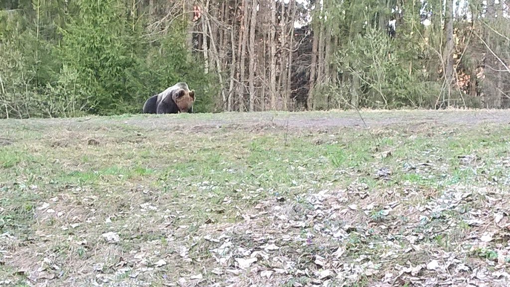 Bear watching tusnad april 15th