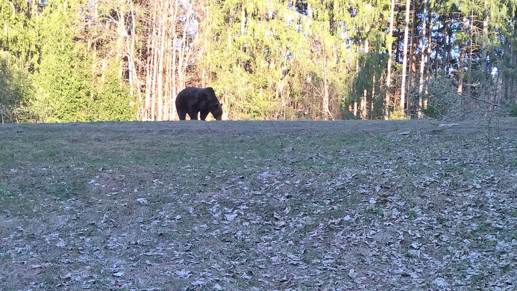 Bear watching tusnad april 15th 2019