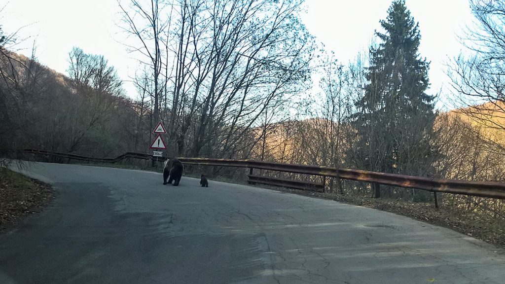 Bears on the road near Tusnad