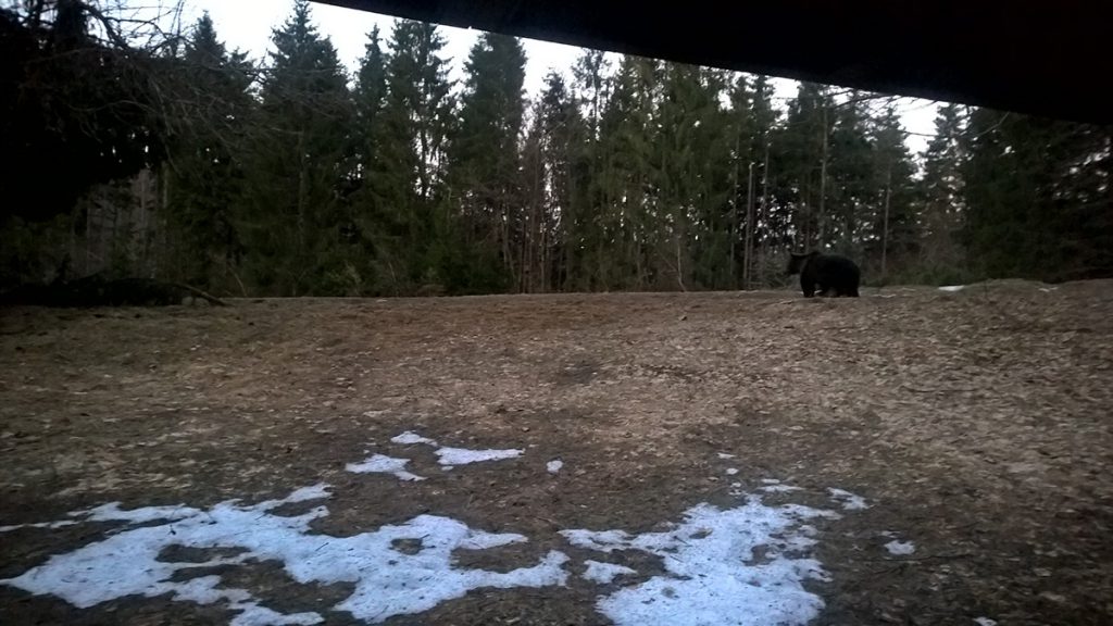 bear watching in tusnad april 1st 2019 0of3