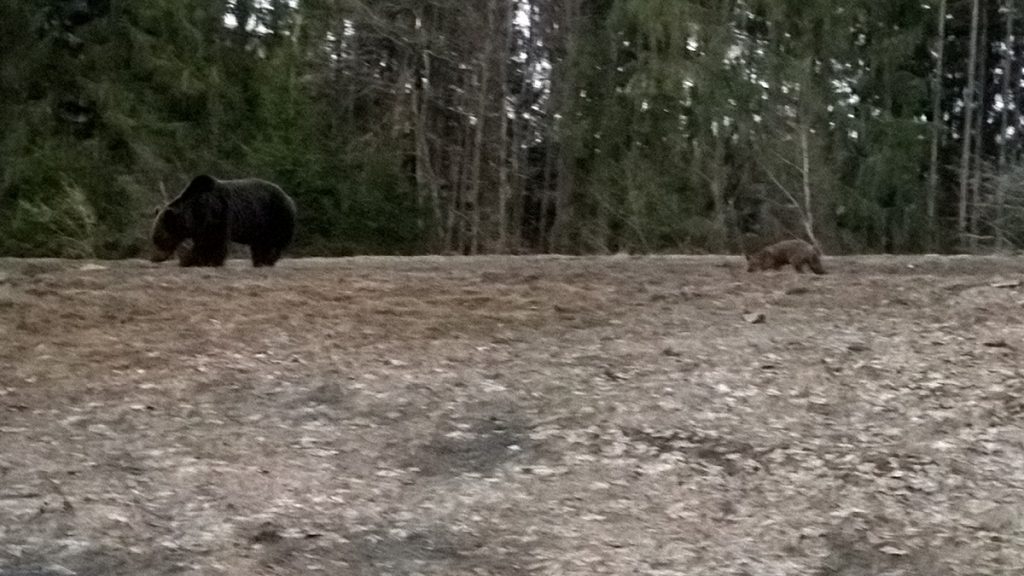 bear watching in tusnad april 1st 2019 2of3