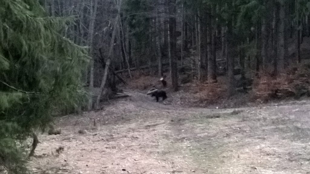 bear watching in tusnad april 1st 2019 3of3