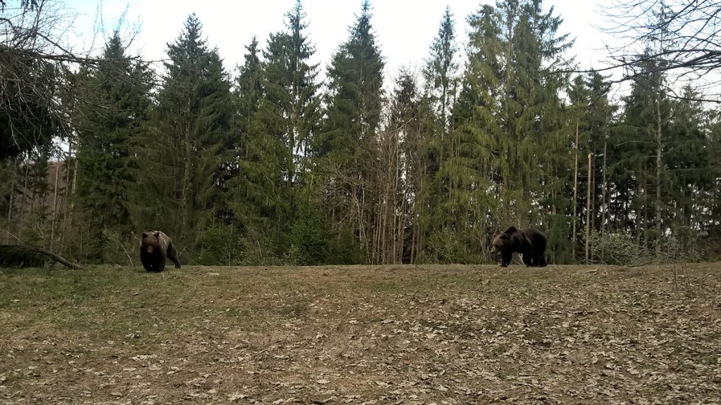 two brown bears feeding