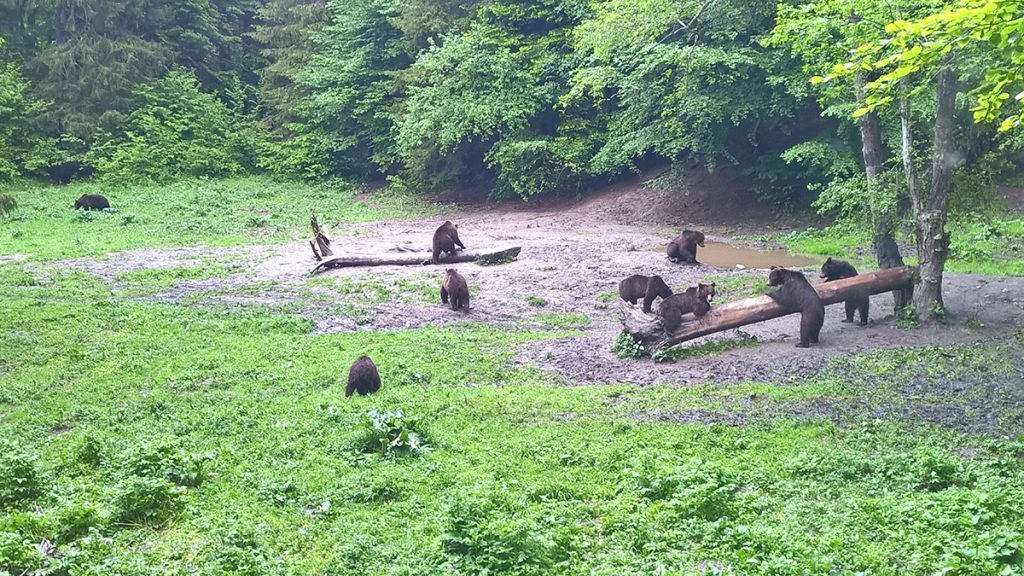 Brown bears in the clearing