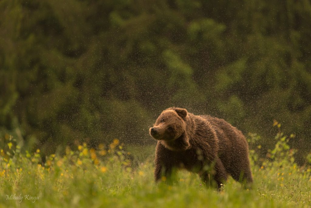 Bears in the rain