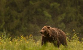 Observatoires des ours en Roumanie
