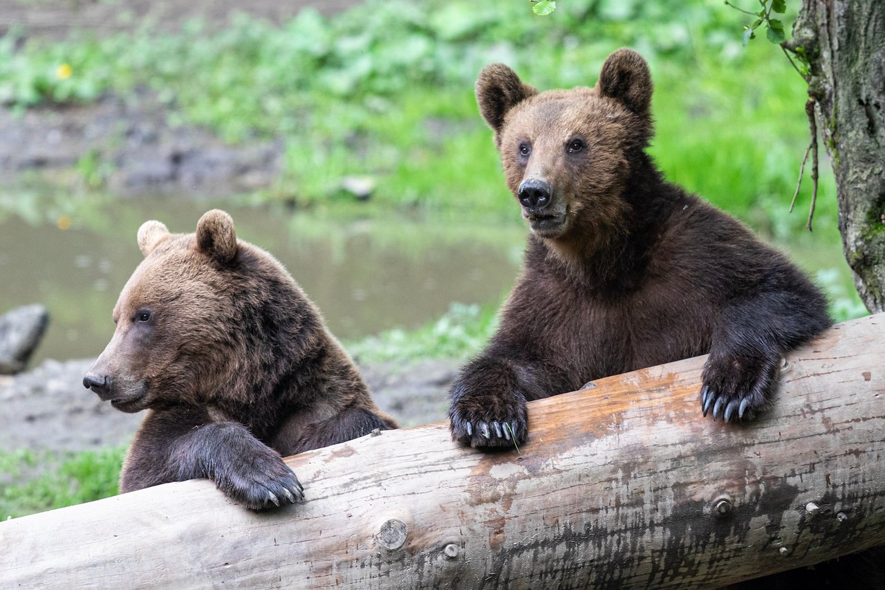 Ours brun près de Brasov