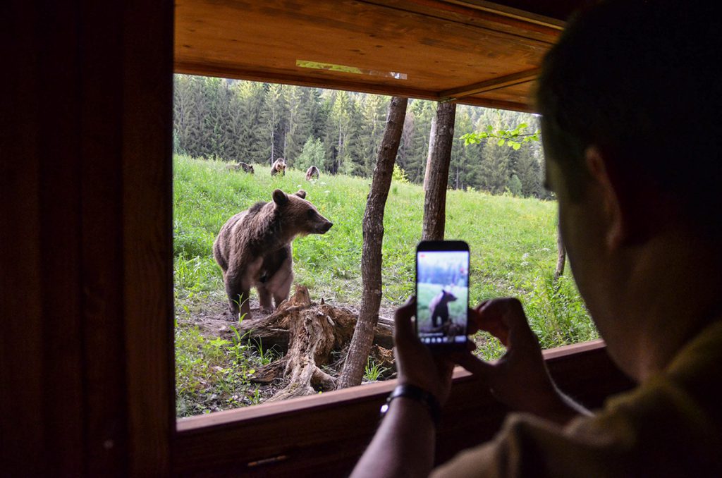 Bear watching tour in Romania