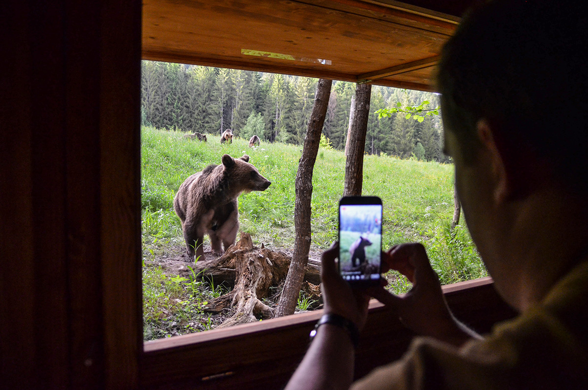 Bear watching tours in Romania