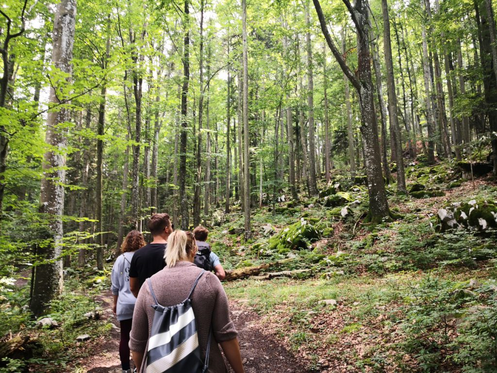 Bear watching group in Slovenian forest