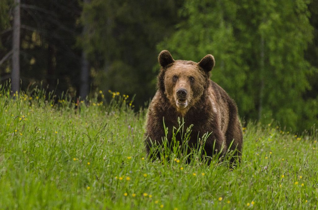 Can I travel to Romania - bear watching tour in May