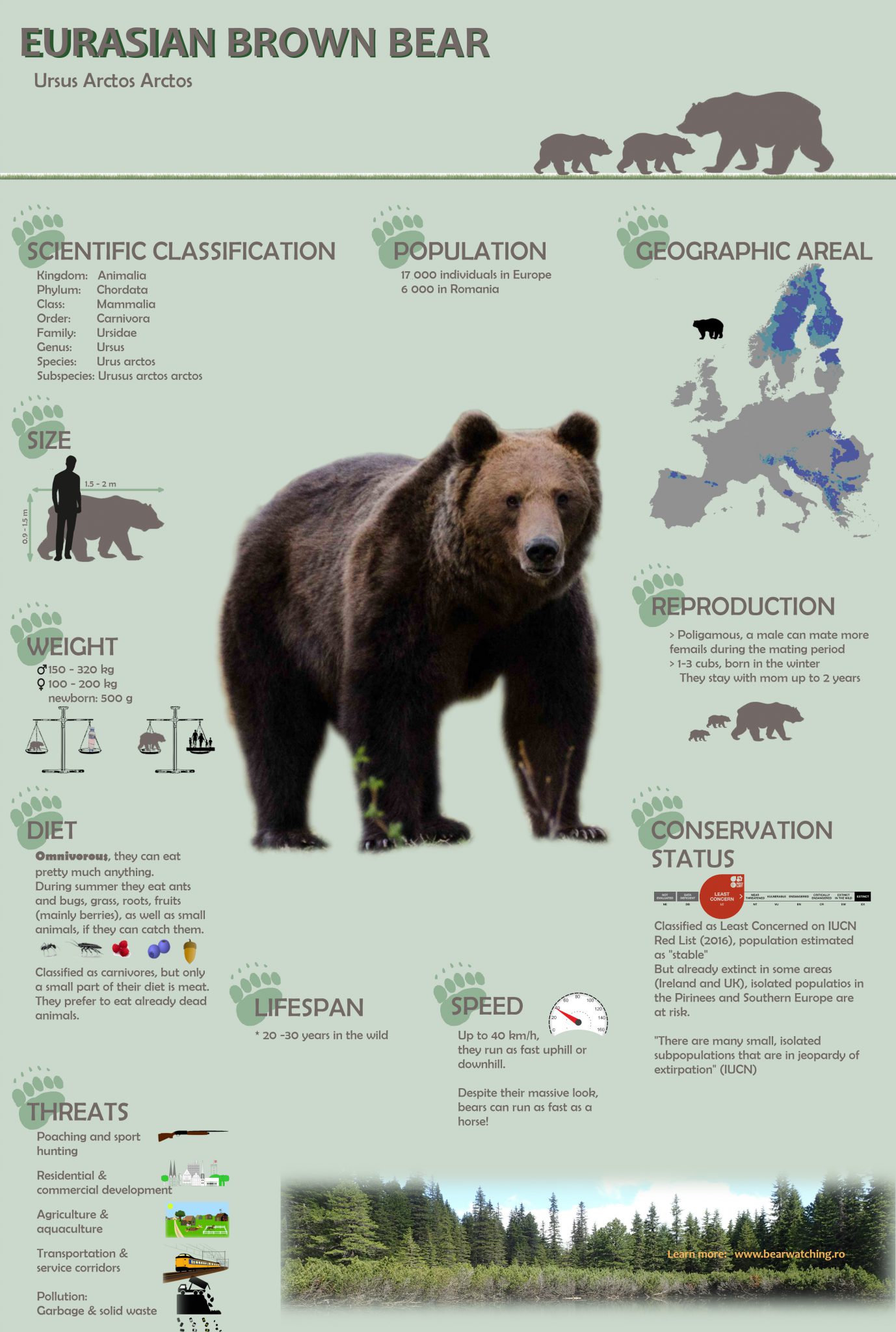 Eurasian Brown Bear Infographic