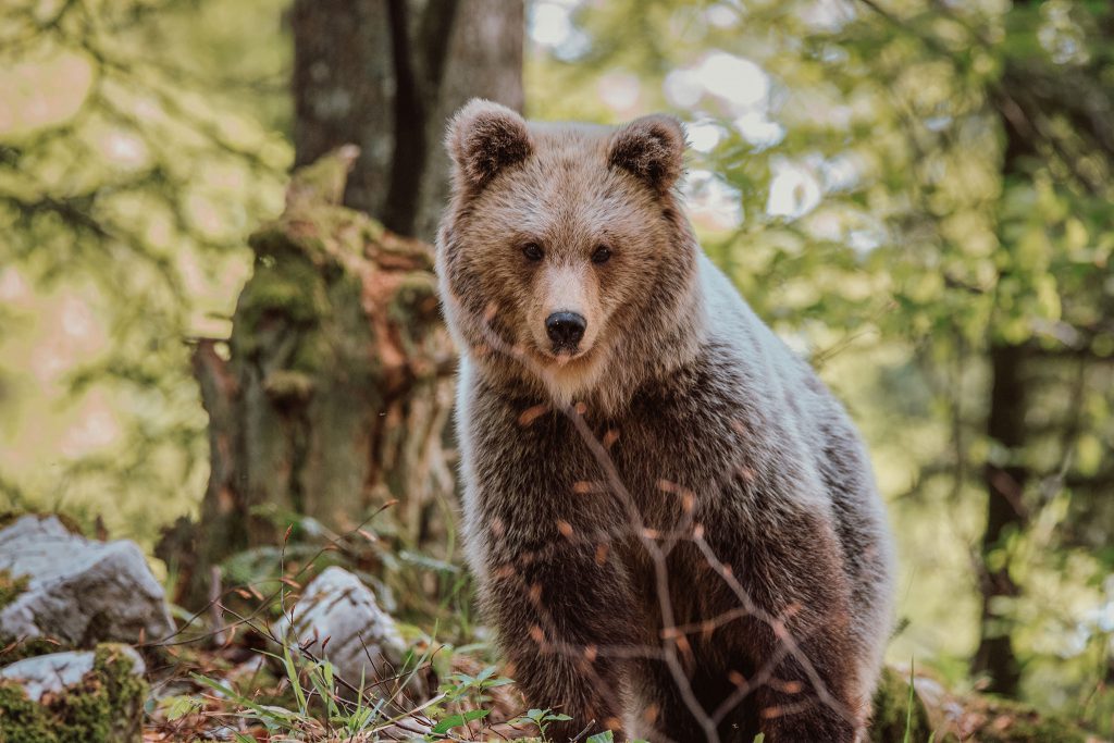 slovenia-bear-watching