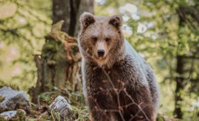 slovenia-bear-watching