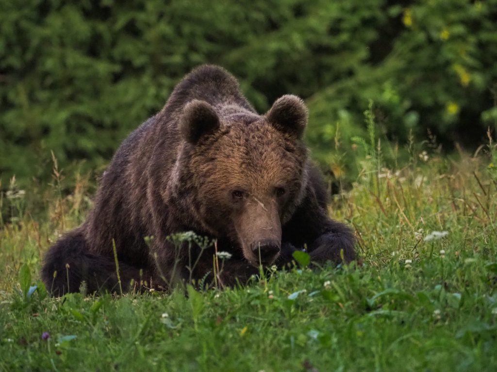 Brown bear looking around