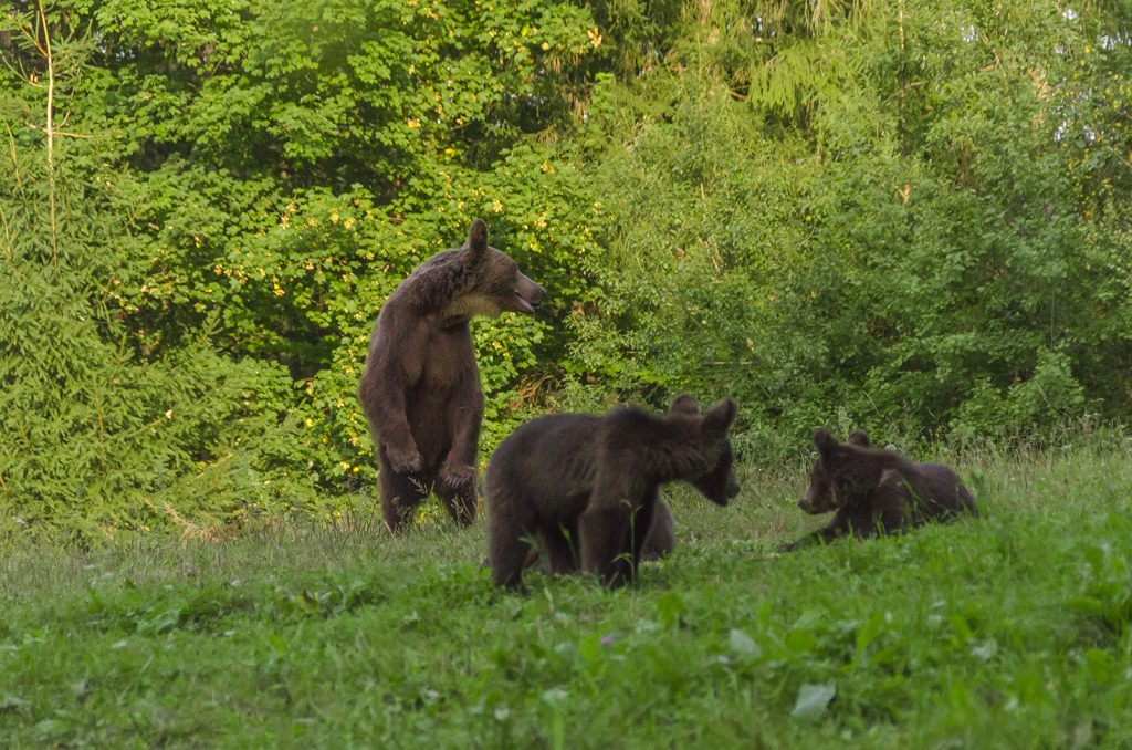 Bear standing up