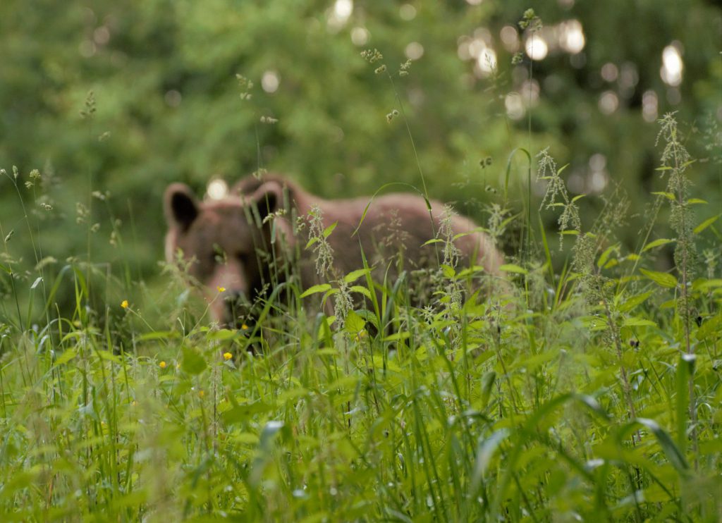 Seeing bears in Romania's forest