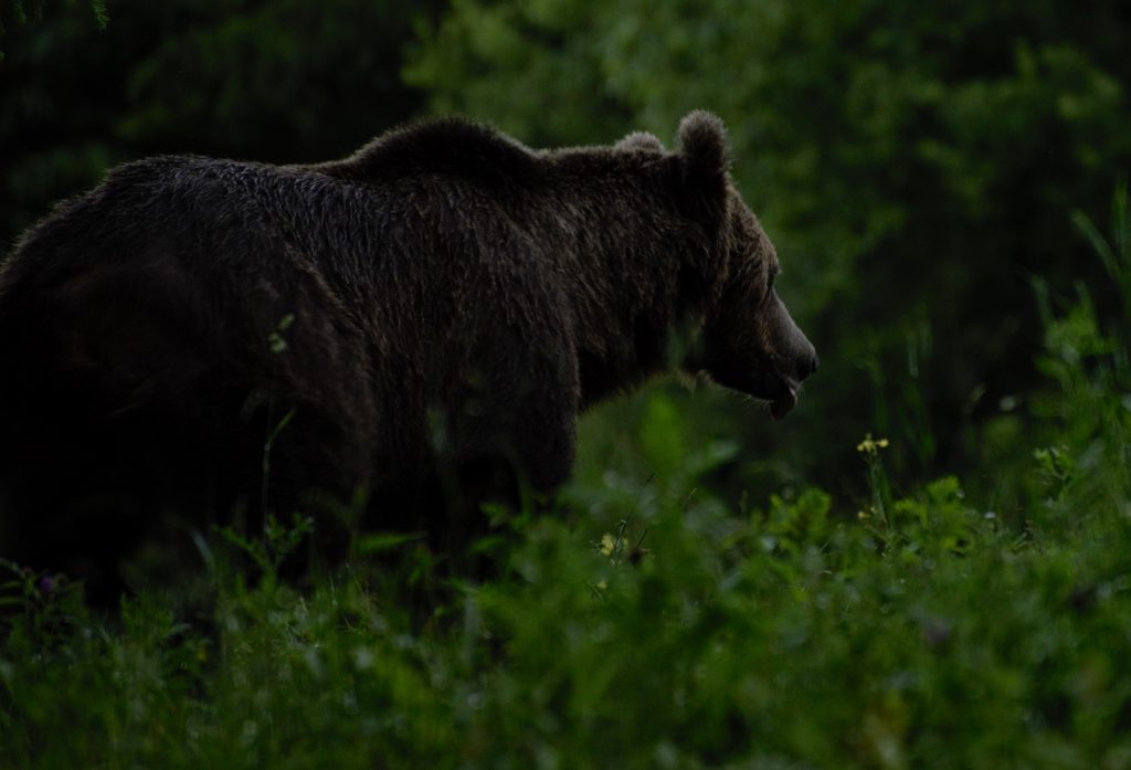 Evening time bear spotting