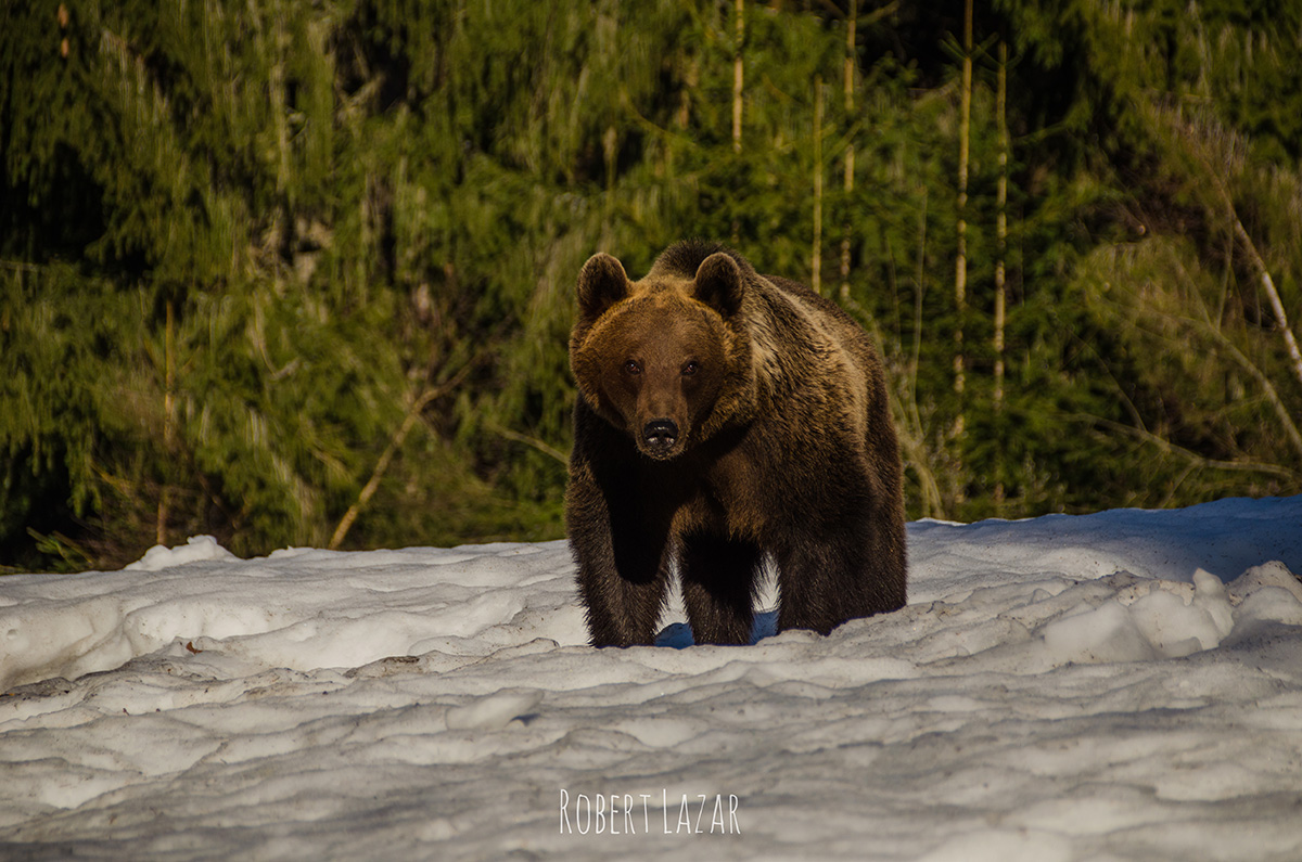 Bear watching season in Tusnad