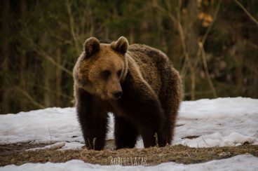 A brown bear feeding in the winter