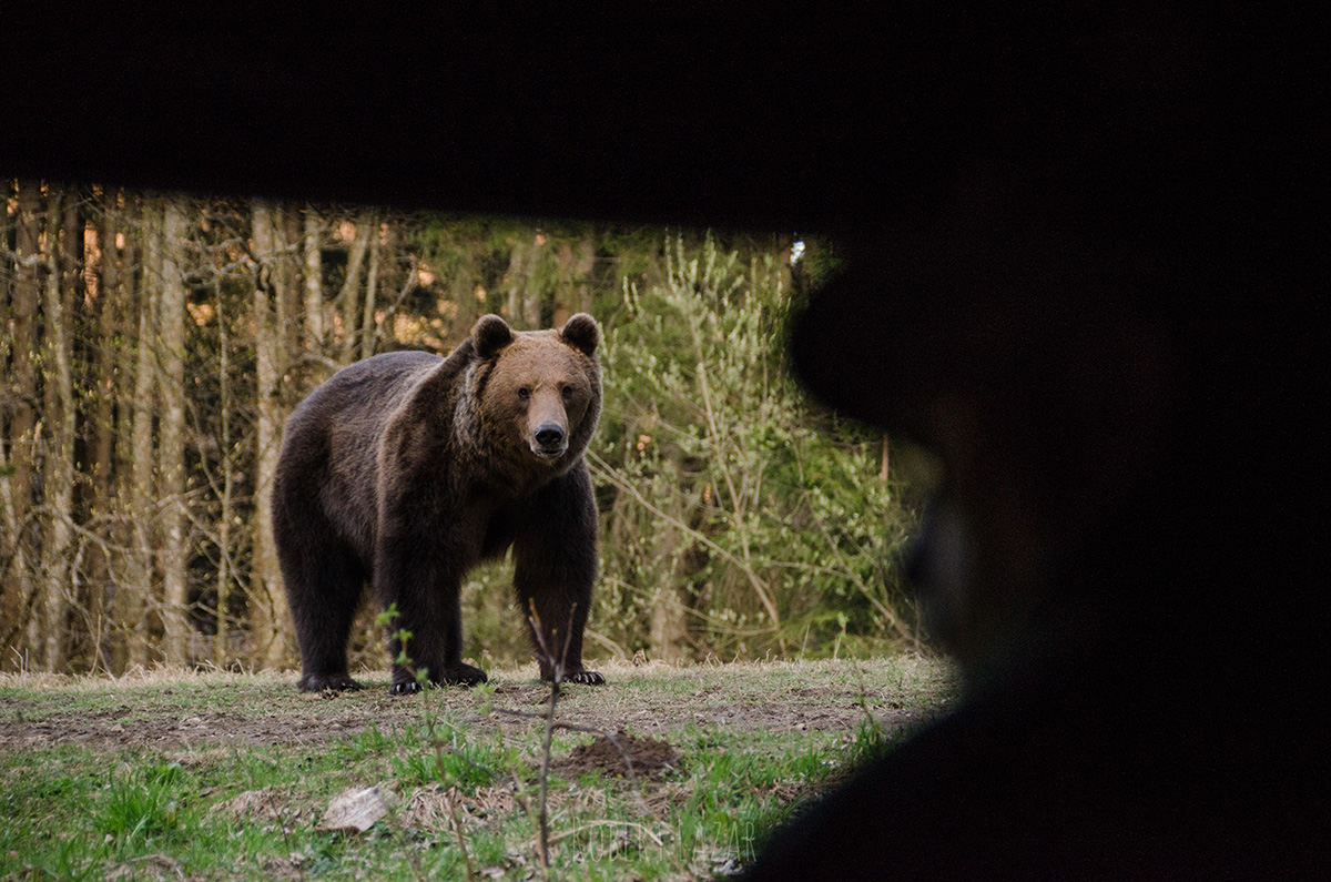 Bear watching in the wild in Romania
