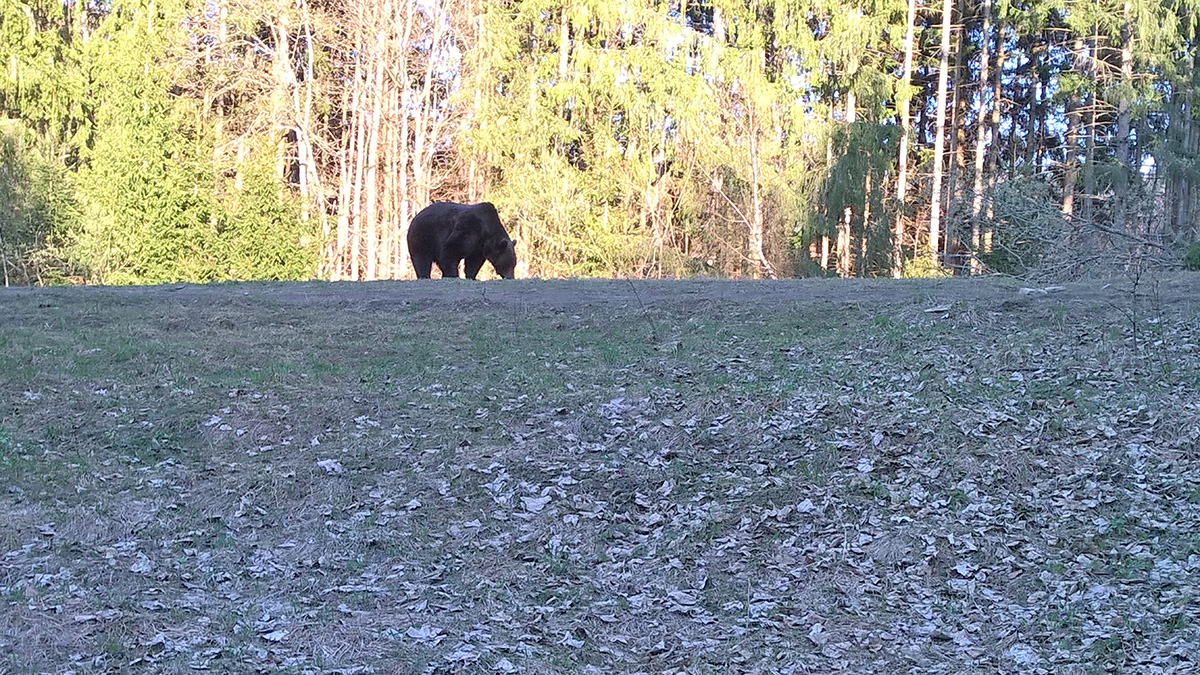 Big brown bear feeding near Tusnad