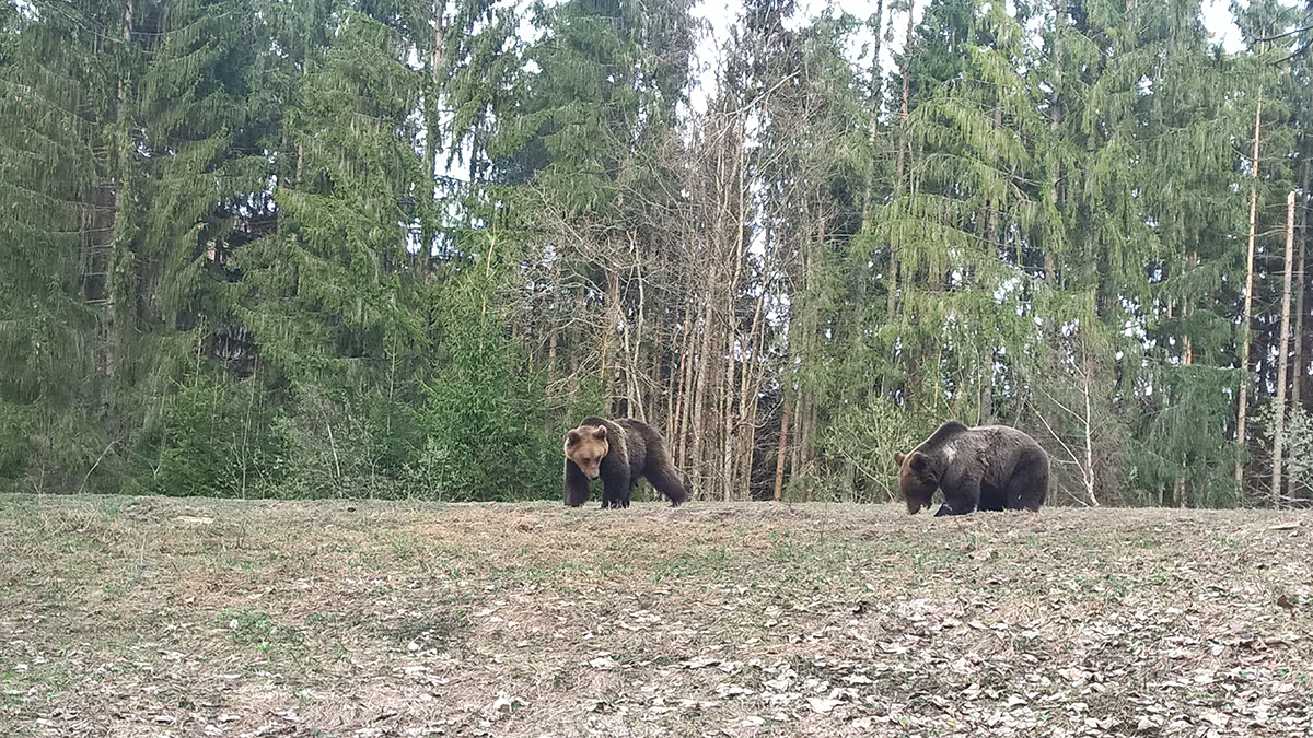 Two brown bear watching each other