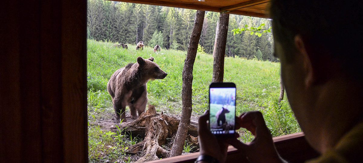 Bear watching tours in Romania