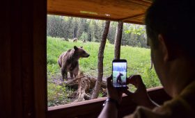 Tours d'observation des ours en Roumanie