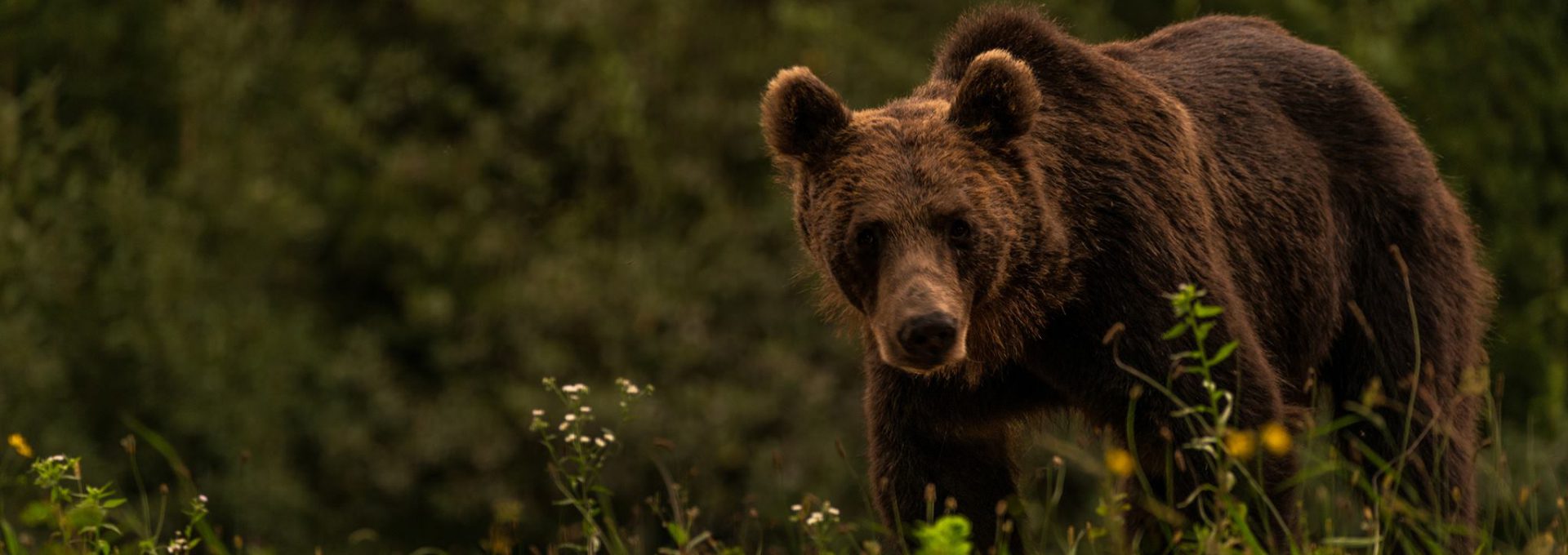 Bärenbeobachtung in Rumänien