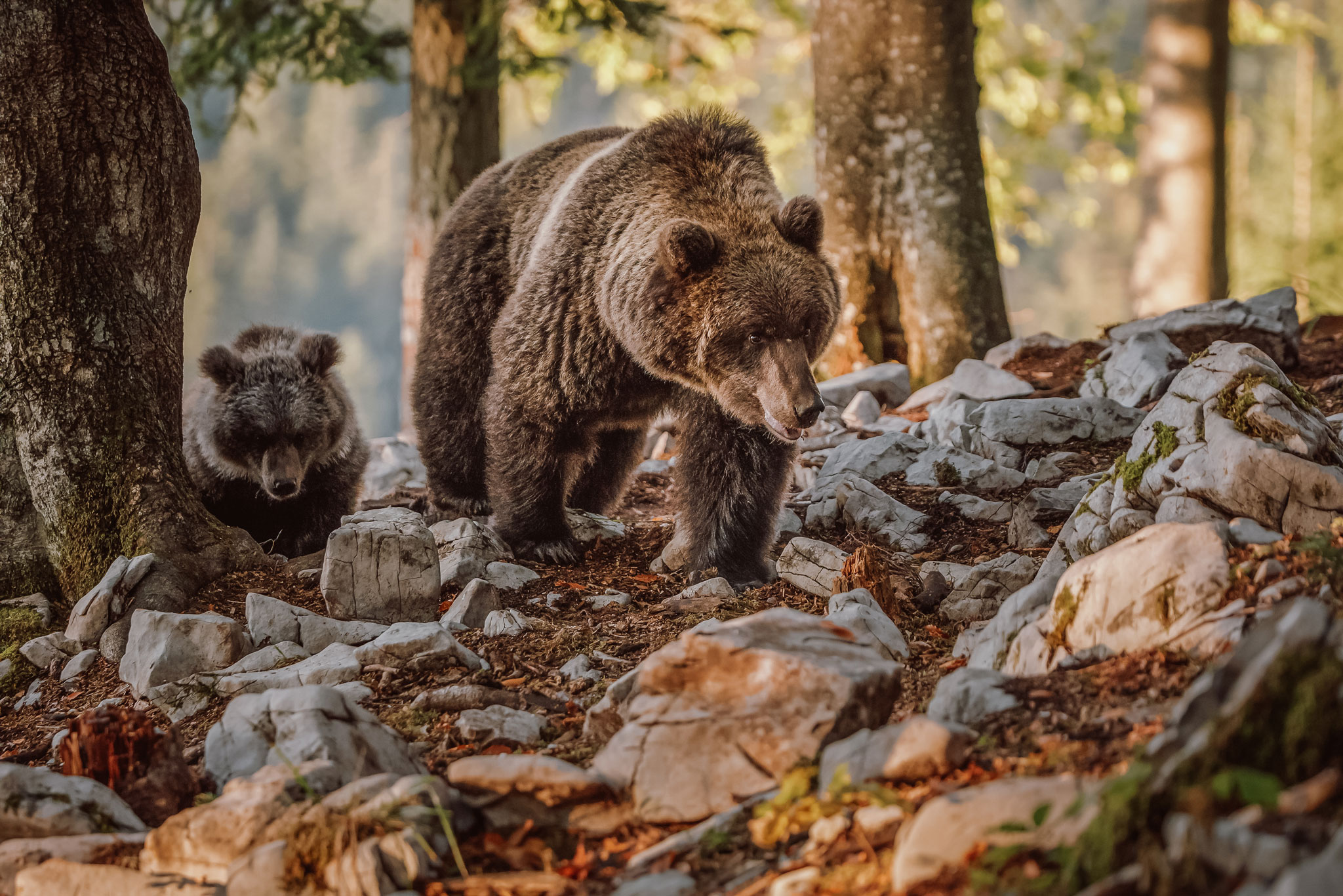 bear watching tour slovenia